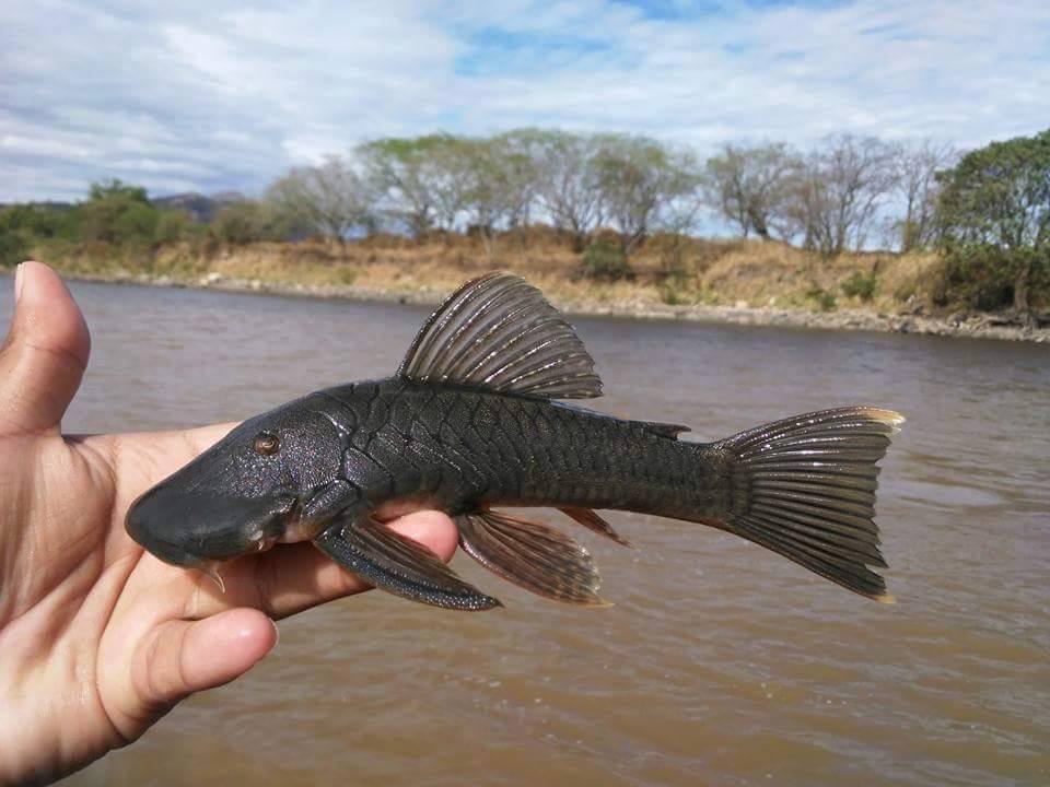 Peces rescatados Quimbo